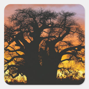 Pegatina Cuadrada árbol baobab africano, Adansonia digitata,