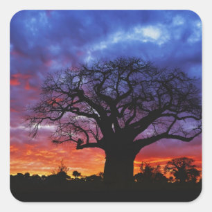 Pegatina Cuadrada árbol baobab africano, Adansonia digitata, 2