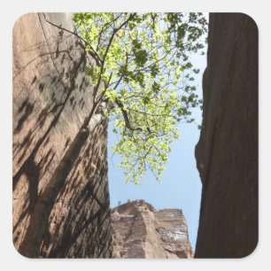 Pegatina Cuadrada Árbol creciendo entre rocas en el Parque Nacional 