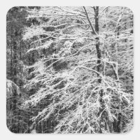 Árbol de arce delineado en nieve