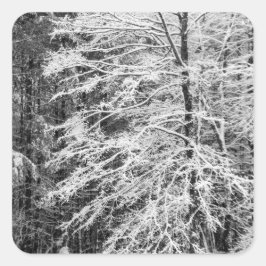 Pegatina Cuadrada Árbol de arce delineado en nieve