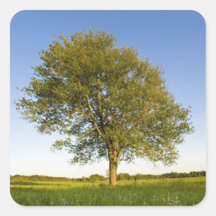 Pegatina Cuadrada Árbol de arce solitario en campo de heno en Raymon