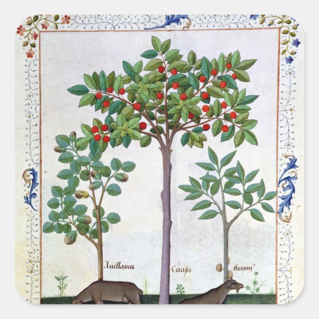 Pegatina Cuadrada Árbol de avellanas y cerezo (Anverso)