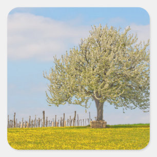 Pegatina Cuadrada Árbol de cerezo en primavera