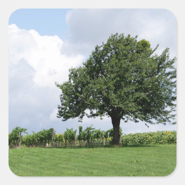 Pegatina Cuadrada Árbol De Cerezo En Verano (Anverso)