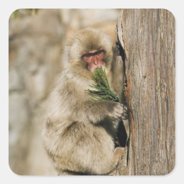 Pegatina Cuadrada Árbol de escalada macaco japonés, hojas de comida (Anverso)