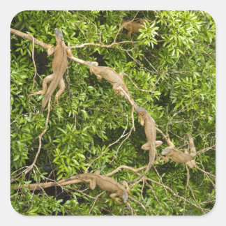 Pegatina Cuadrada Árbol de iguanas