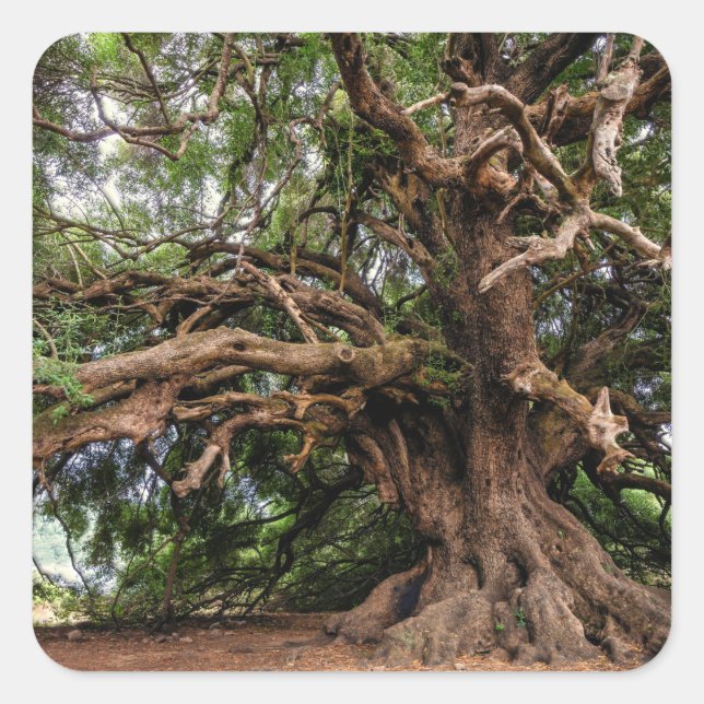 Pegatina Cuadrada Árbol de oliva viejo y ruso (Anverso)