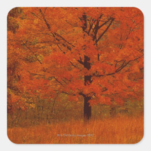 Pegatina Cuadrada Árbol de otoño con follaje rojo