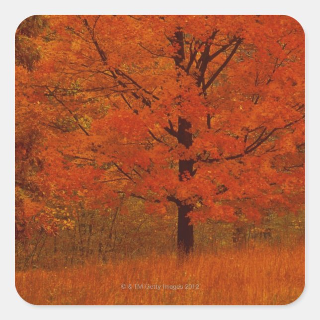 Pegatina Cuadrada Árbol de otoño con follaje rojo (Anverso)