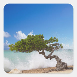 Pegatina Cuadrada Árbol Divi Divi, Playa Eagle, Aruba, Caribe