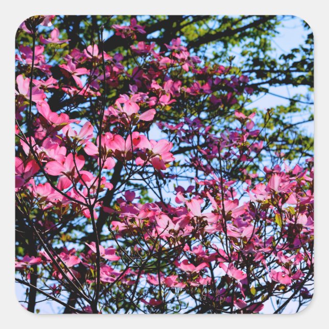 Pegatina Cuadrada Árbol Dogwood con flores rosadas (Anverso)