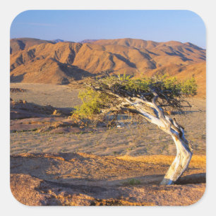 Pegatina Cuadrada Árbol Enmarañado y Tierras Desérticas, Richtersvel