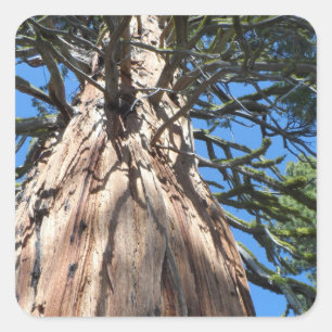Pegatina Cuadrada Árbol gigante de California