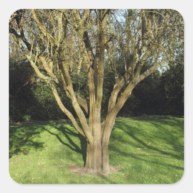 Pegatina Cuadrada Árbol iluminado (Anverso)