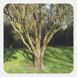 Pegatina Cuadrada Árbol iluminado