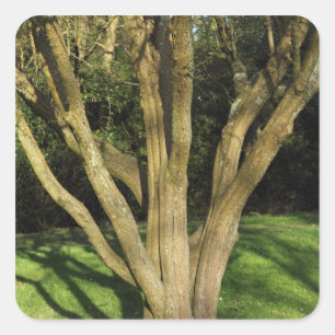 Pegatina Cuadrada Árbol iluminado