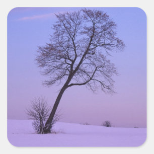 Pegatina Cuadrada Árbol Inclinado en Campo Nevado; Condado de Chippe