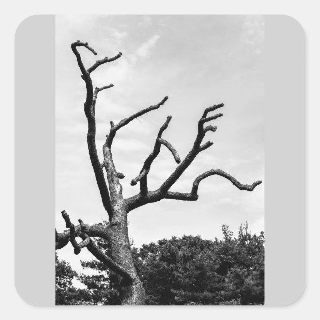 Pegatina Cuadrada árbol libre (Anverso)