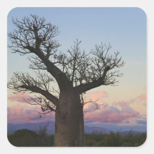 Pegatina Cuadrada Árboles Baobab, Berenty, Toliara, Madagascar