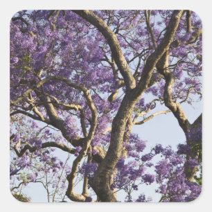 Pegatina Cuadrada Árboles de jacaranda en flor en New Farm Park,