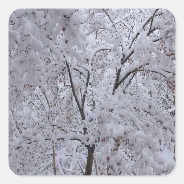 Pegatina Cuadrada Árboles de nevada (Anverso)