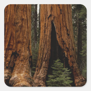 Pegatina Cuadrada Árboles de secoya, Parque Nacional Sequoia.