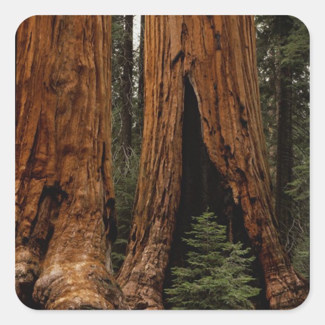 Pegatina Cuadrada Árboles de secoya, Parque Nacional Sequoia. (Anverso)