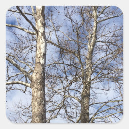 Pegatina Cuadrada Árboles de Sycamore en un cielo invernal —