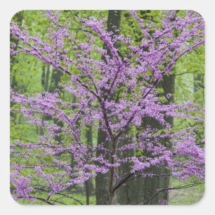 Pegatina Cuadrada Árboles Redbud en plena floración primaveral cerca
