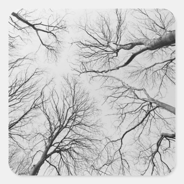 Pegatina Cuadrada Árboles sin plomo en la madera de Thiepval (Anverso)