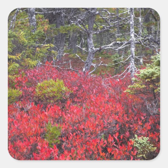 Pegatina Cuadrada Arbustos y pinos de arándano (Anverso)