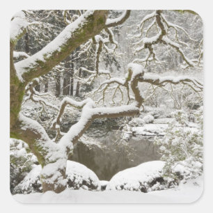 Pegatina Cuadrada Arce japonés cubierto de nieve