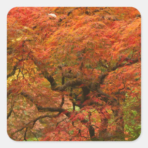 Pegatina Cuadrada arce japonés en color de otoño