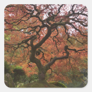 Pegatina Cuadrada Arce japonés en color de otoño
