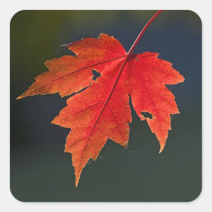 Pegatina Cuadrada Arce rojo Acer rubrum) hoja roja en otoño,
