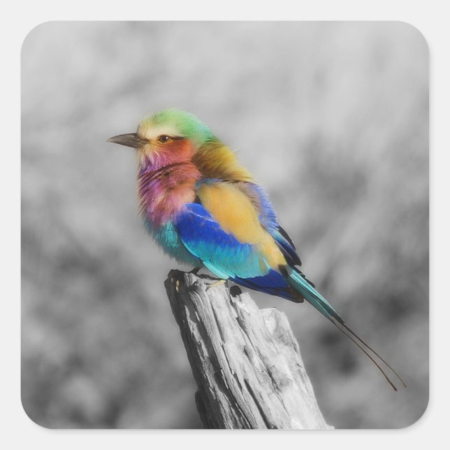 Pegatina Cuadrada Arcoiris (Anverso)