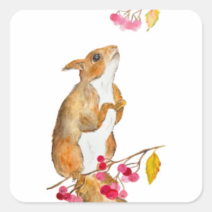 Pegatina Cuadrada Ardilla acuática divertida en una rama con bayas