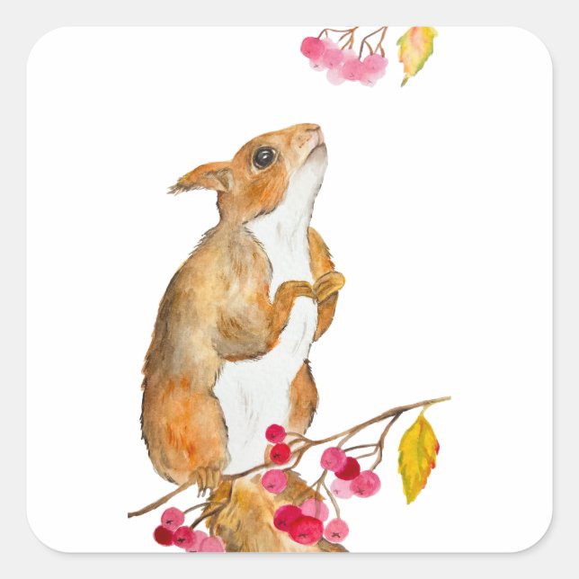 Pegatina Cuadrada Ardilla acuática divertida en una rama con bayas (Anverso)