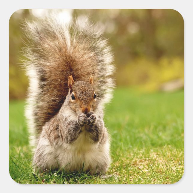 Pegatina Cuadrada Ardilla de grasa (Anverso)