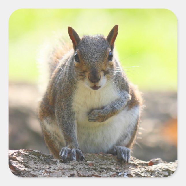 Pegatina Cuadrada Ardilla gris - Parque Bute, Cardiff, Gales, Reino  (Anverso)