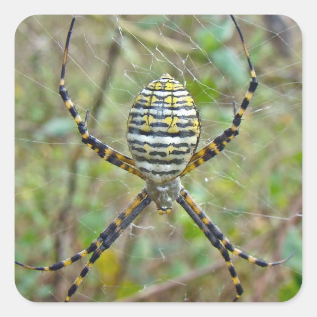 Pegatina Cuadrada Argiope trifasciata Orb Weaver Spider (Anverso)