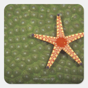 Pegatina Cuadrada Arrecifes limpiadores con estrellas marinas comien