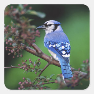 Pegatina Cuadrada Arrendajo azul, Cyaoncitta cristata