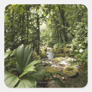 Pegatina Cuadrada arroyo en selva tropical, Dominica