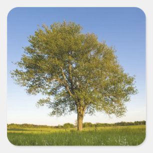 Pegatina Cuadrada Arroz de arce solitario en el campo de heno en la 