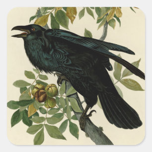 Pegatina Cuadrada Arte clásico Audubon Raven