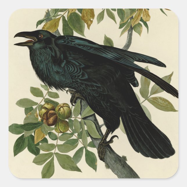 Pegatina Cuadrada Arte clásico Audubon Raven (Anverso)