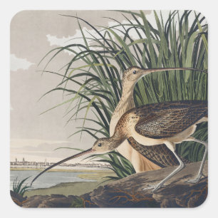 Pegatina Cuadrada Arte de ave de Audubon de Zarapito de Pico Largo V