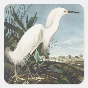 Pegatina Cuadrada Arte de ave Garza Nivosa de Audubon vintage